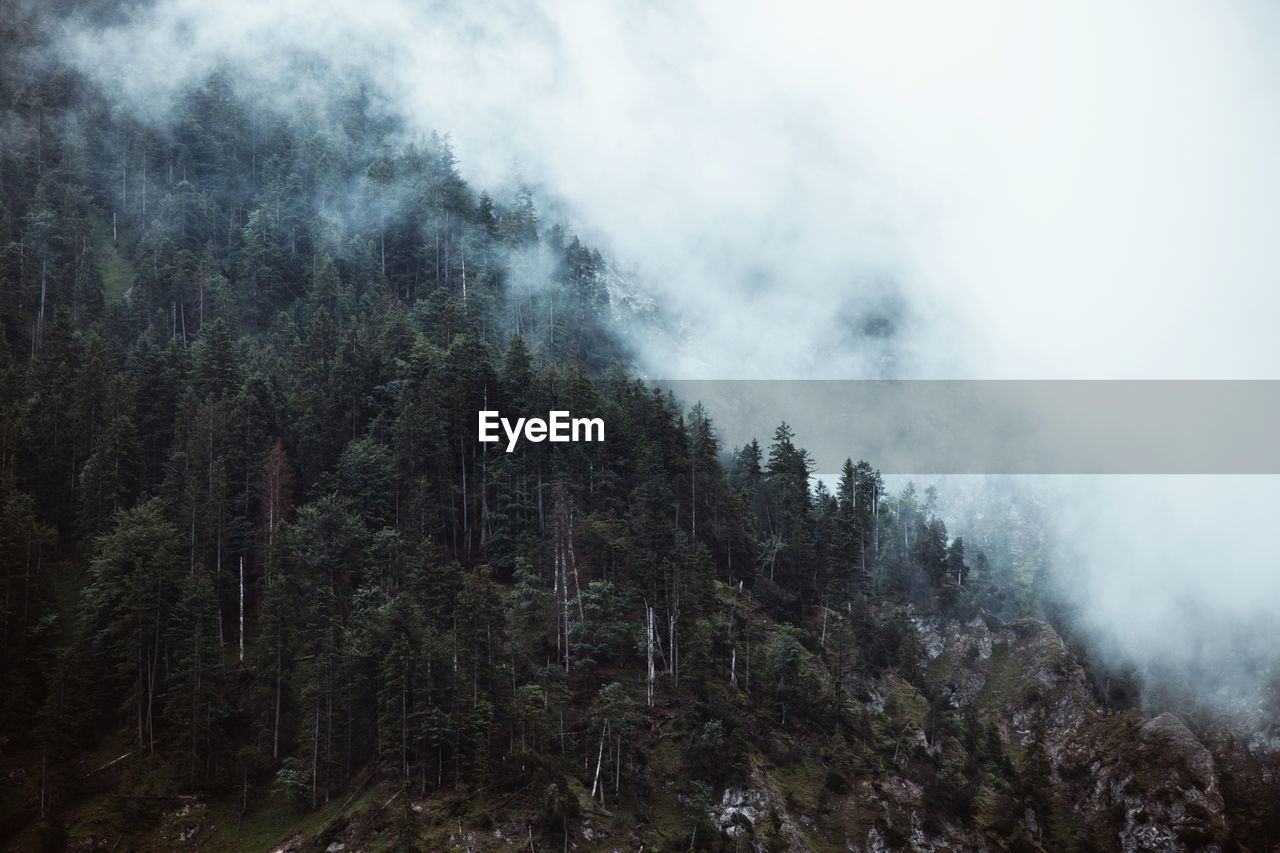 Trees in forest against sky