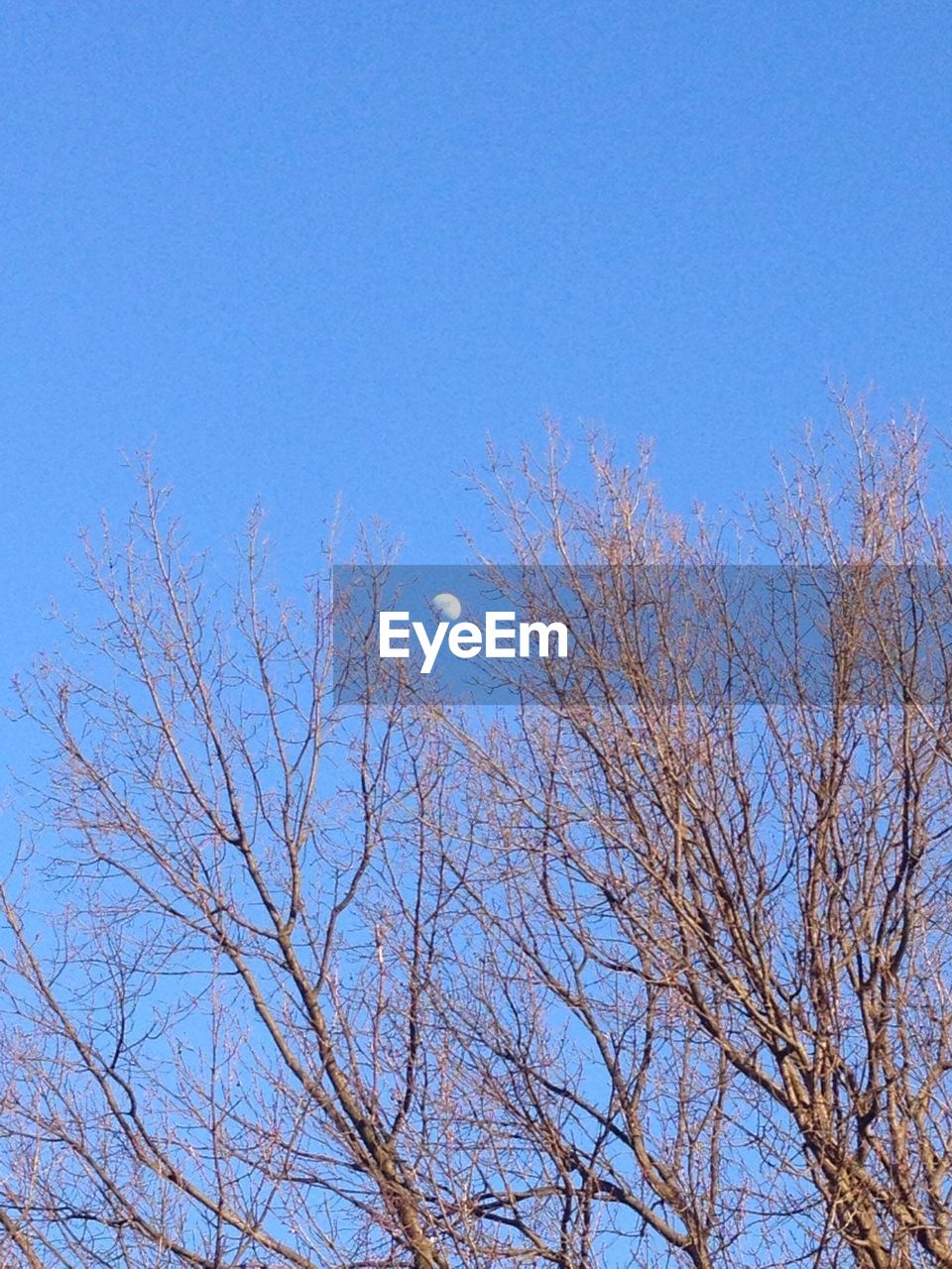 LOW ANGLE VIEW OF BARE TREES AGAINST CLEAR BLUE SKY