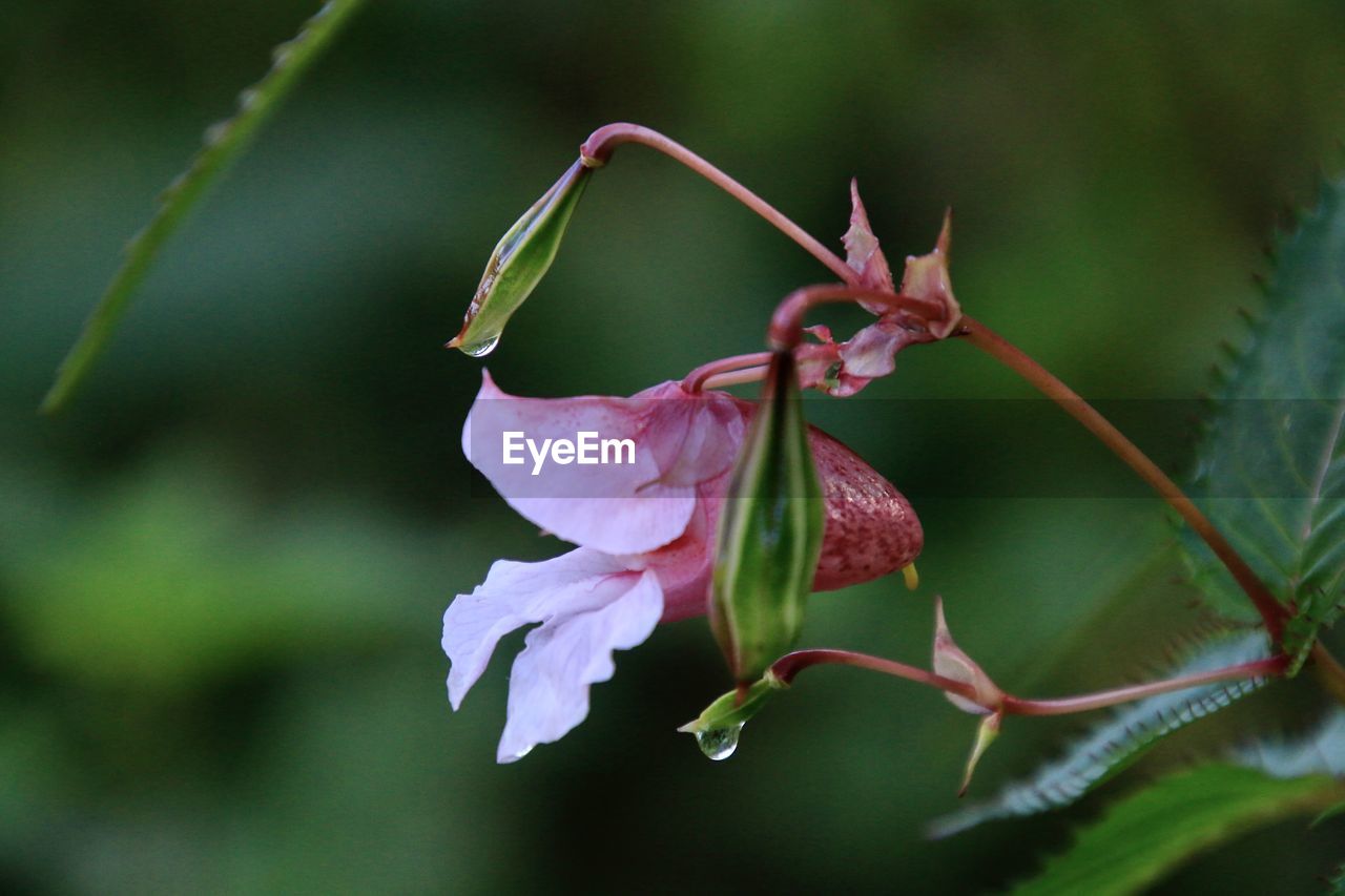 CLOSE-UP OF PINK ROSE PLANT