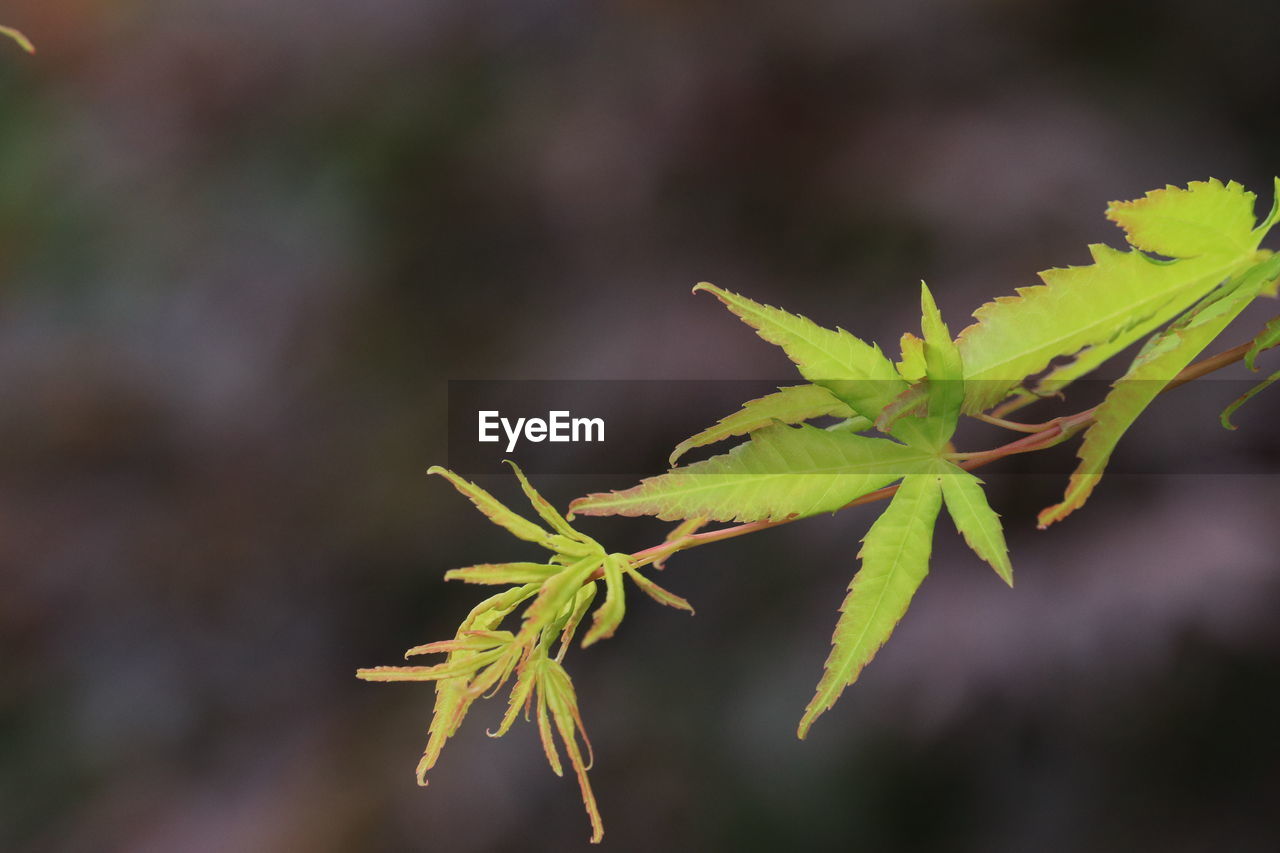 nature, plant, green, leaf, tree, plant part, flower, close-up, branch, macro photography, yellow, no people, food and drink, plant stem, food, beauty in nature, outdoors, healthcare and medicine, autumn, herb, medicine, focus on foreground, shrub, growth, bud, social issues, environment, wildflower, day