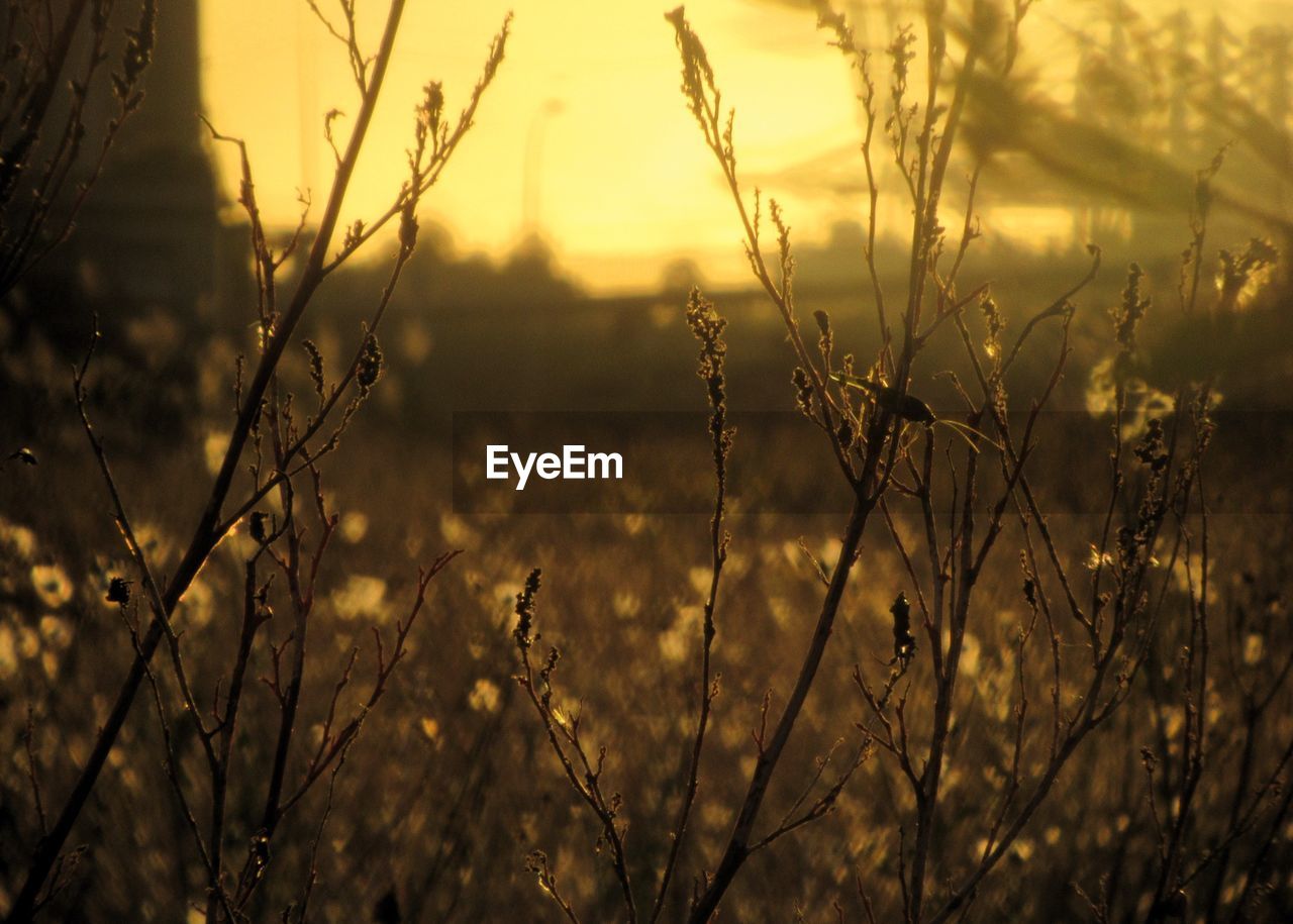 close-up of wheat field