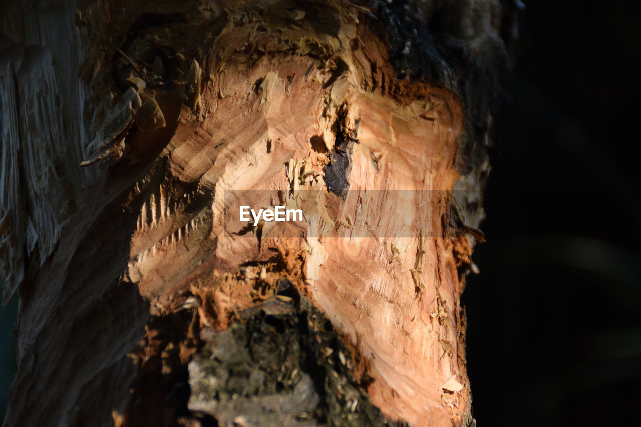 CLOSE-UP OF TREE TRUNK AGAINST BLURRED BACKGROUND