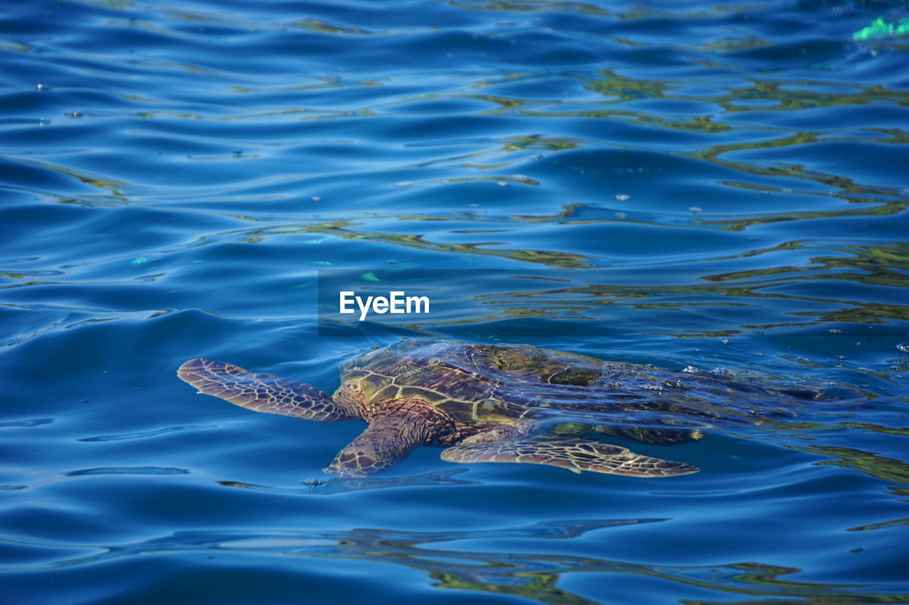 High angle view of turtle swimming in sea