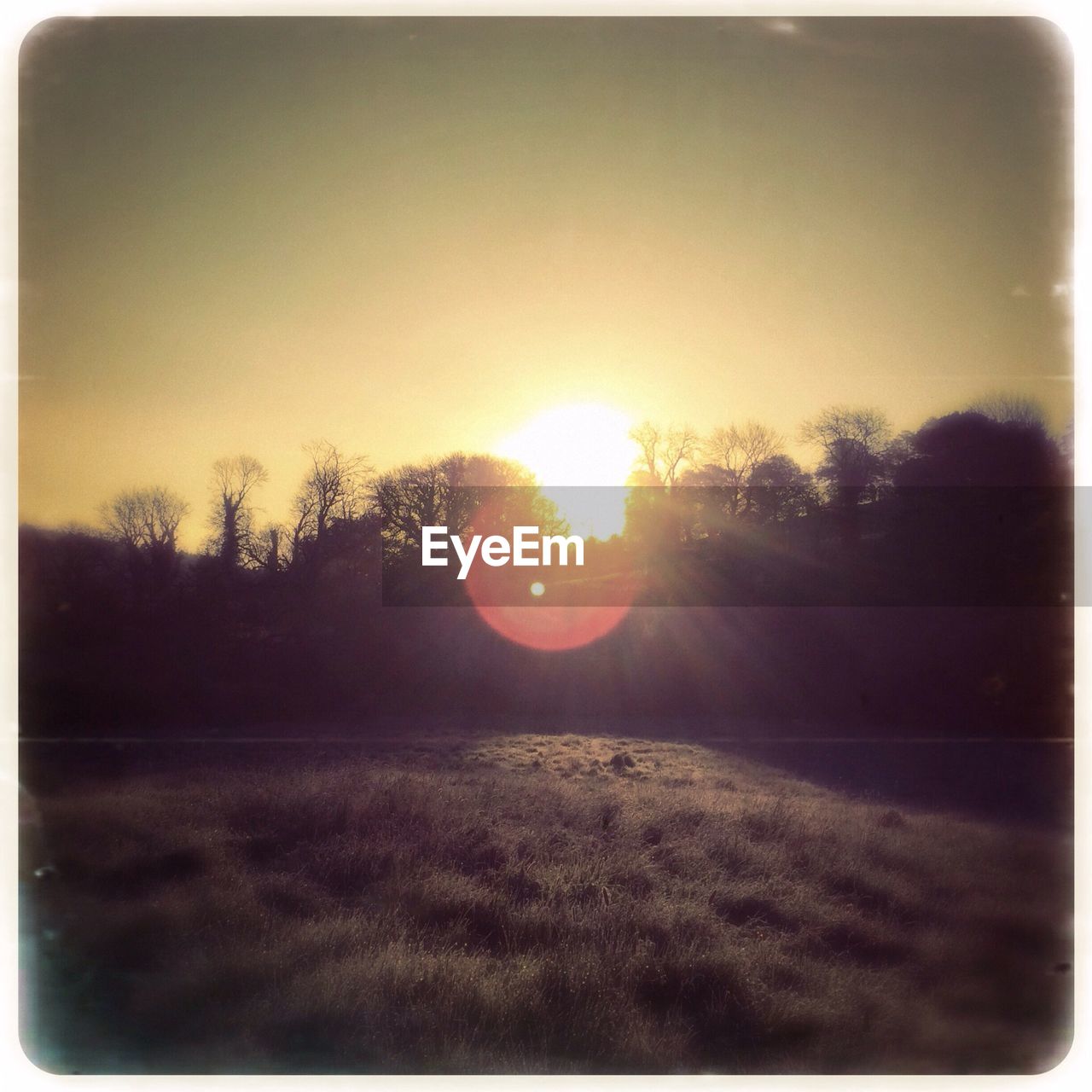 Grassy field with silhouettes of trees behind and sun