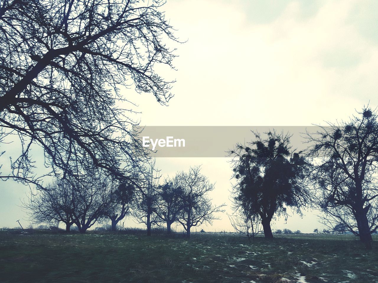 VIEW OF TREES ON LANDSCAPE AGAINST SKY