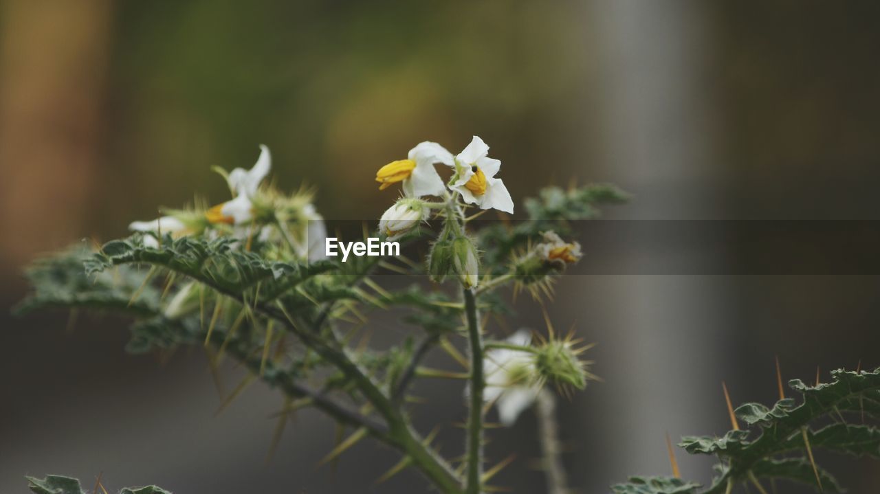 Close-up of plant