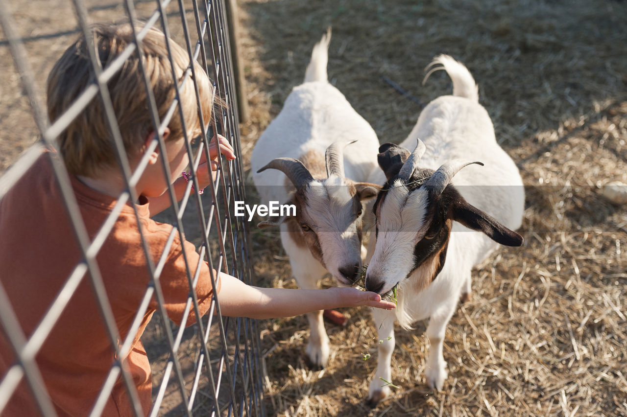 High angle view of boy feeding goats at farm