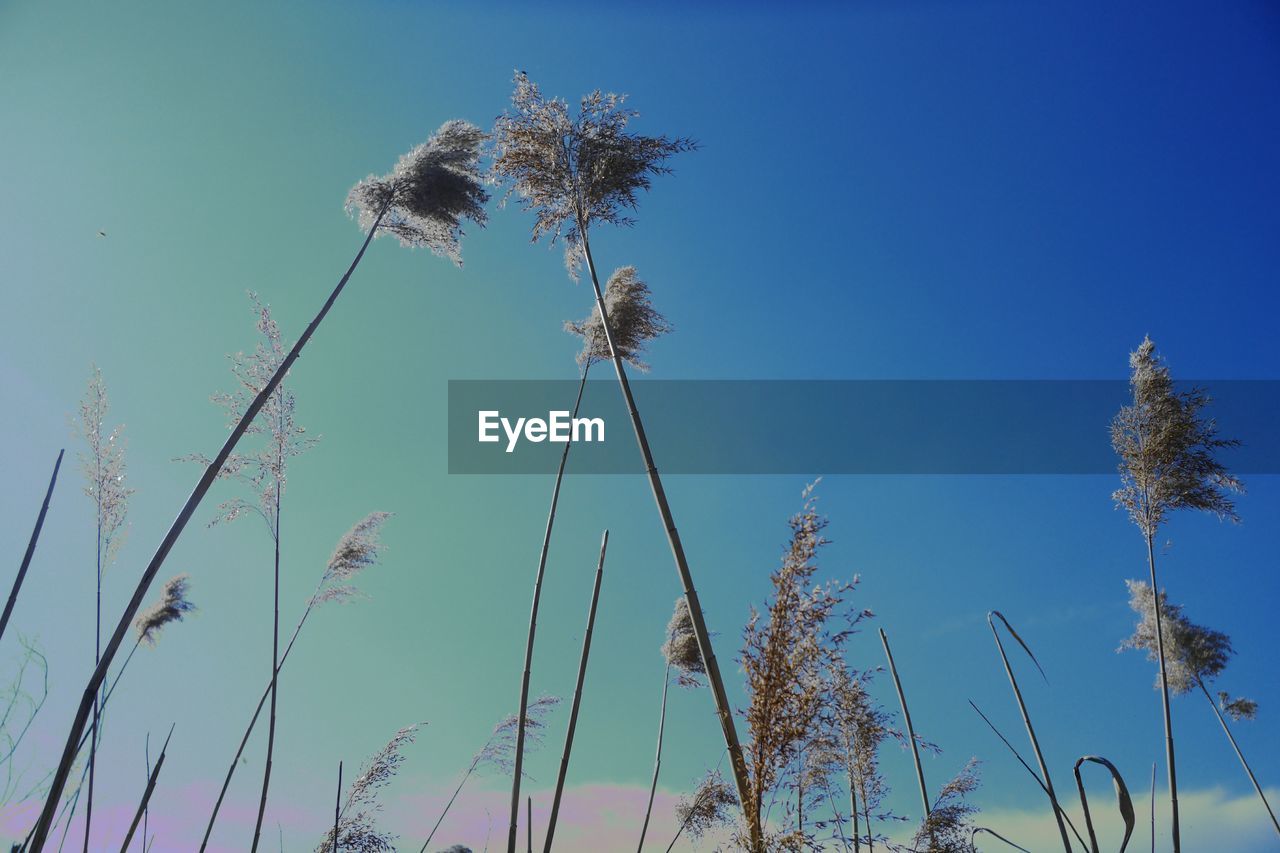 LOW ANGLE VIEW OF TREE AGAINST CLEAR SKY