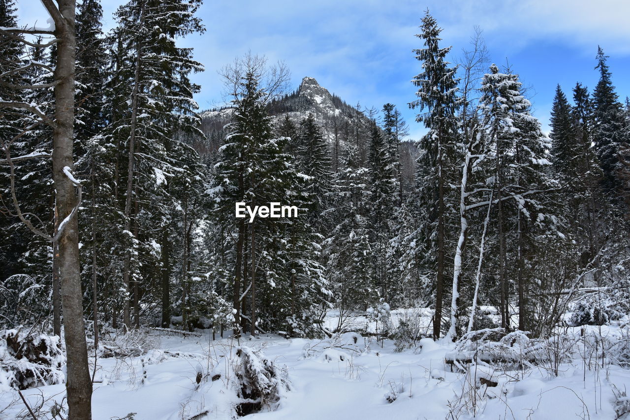 Trees on snow covered field against sky