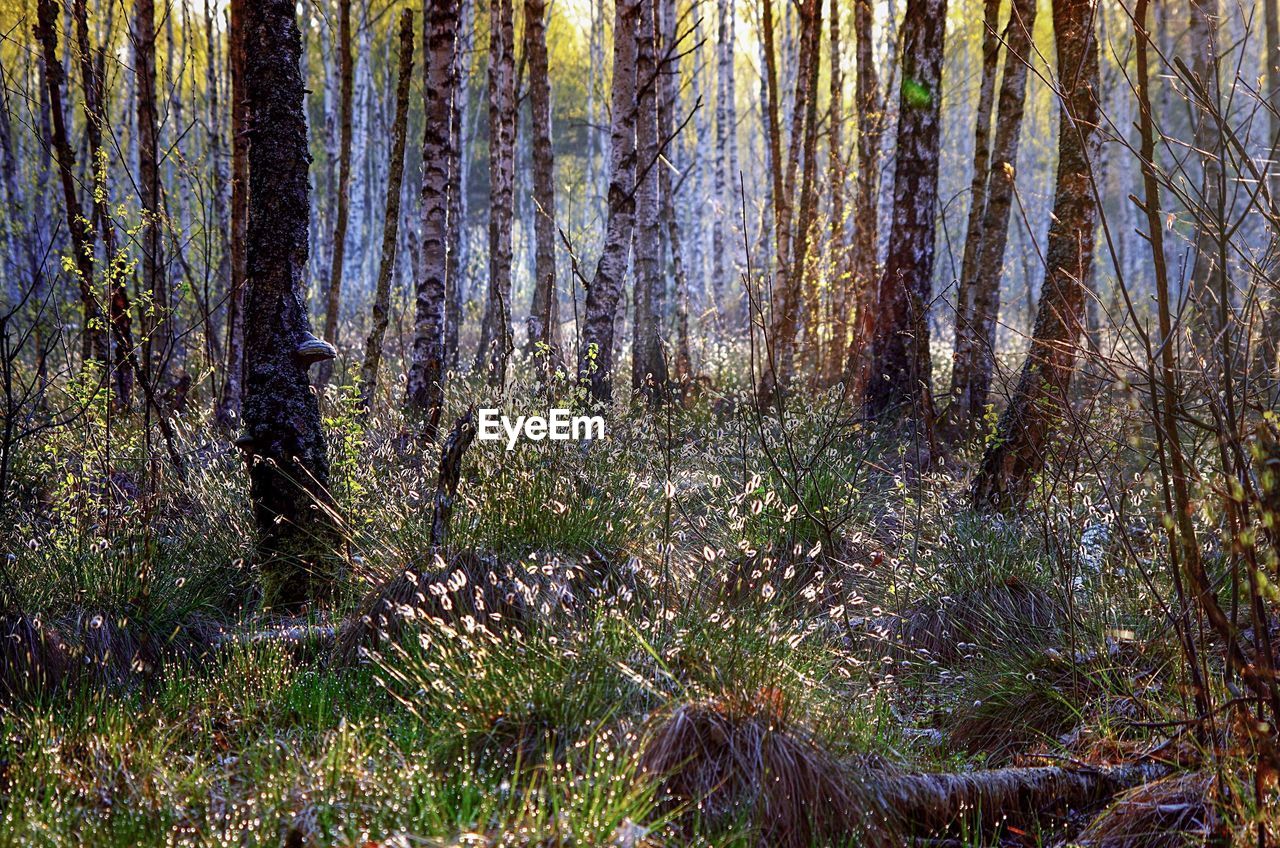 Scenic view of forest