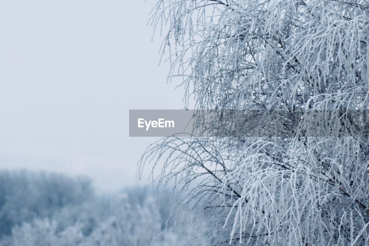 Frozen plant against sky during winter