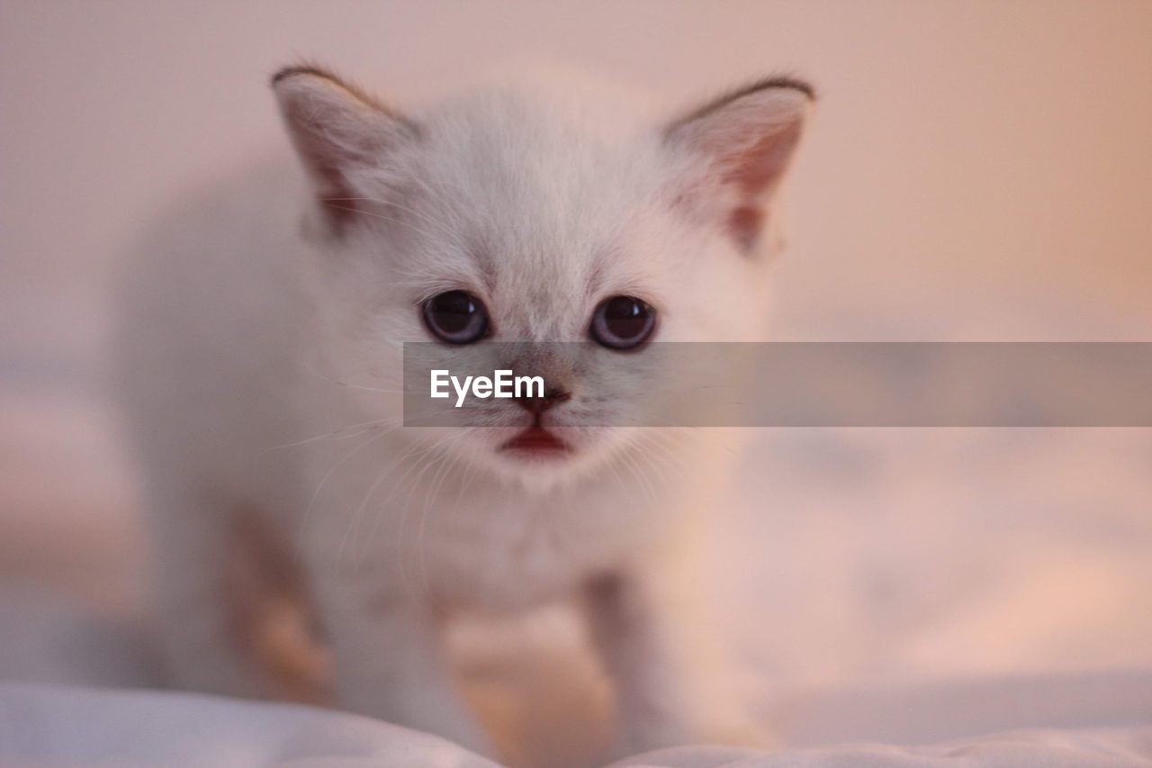 Close-up portrait of kitten