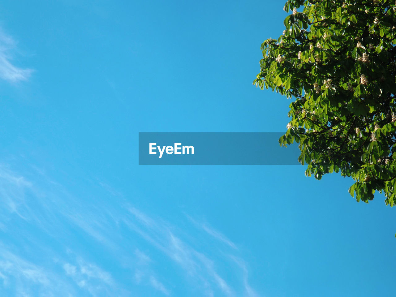 LOW ANGLE VIEW OF TREE AGAINST CLEAR BLUE SKY