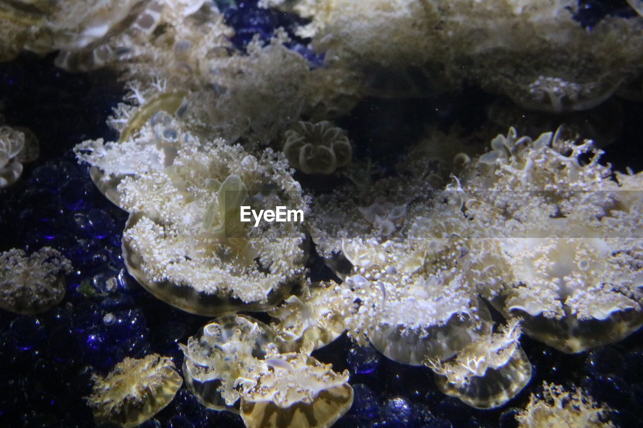 CLOSE-UP OF CORAL IN WATER