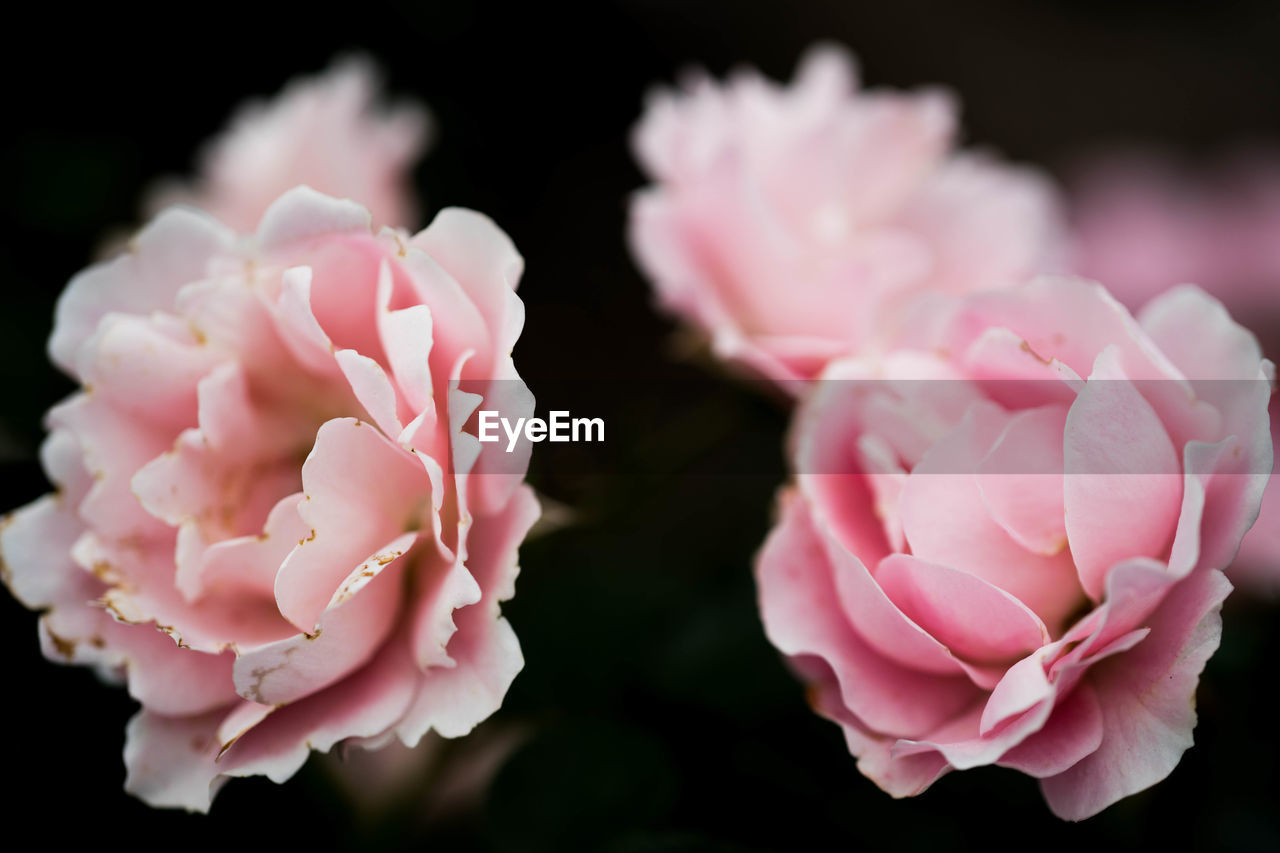 CLOSE-UP OF PINK ROSE FLOWER