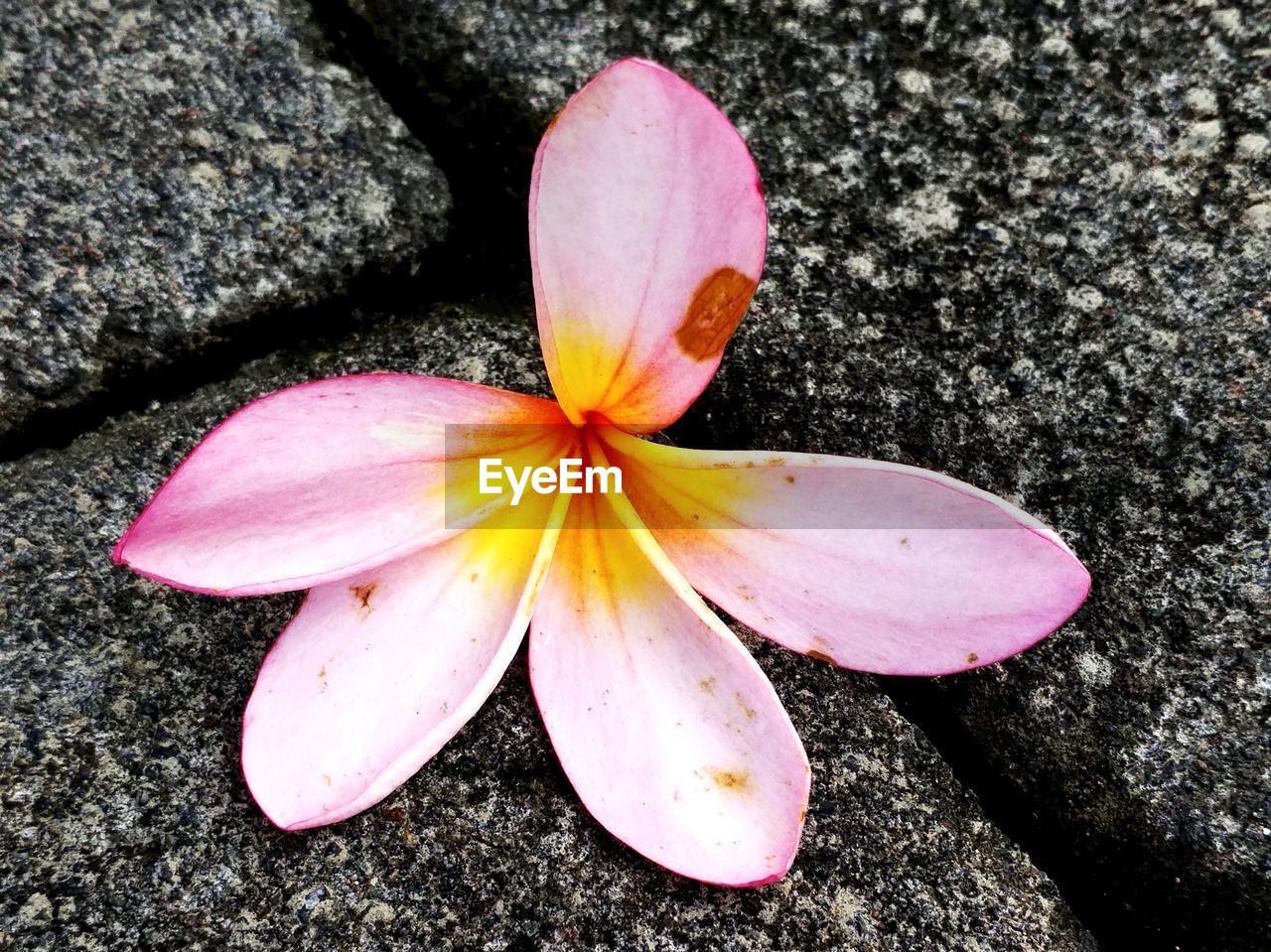 CLOSE-UP HIGH ANGLE VIEW OF FRANGIPANI FLOWER