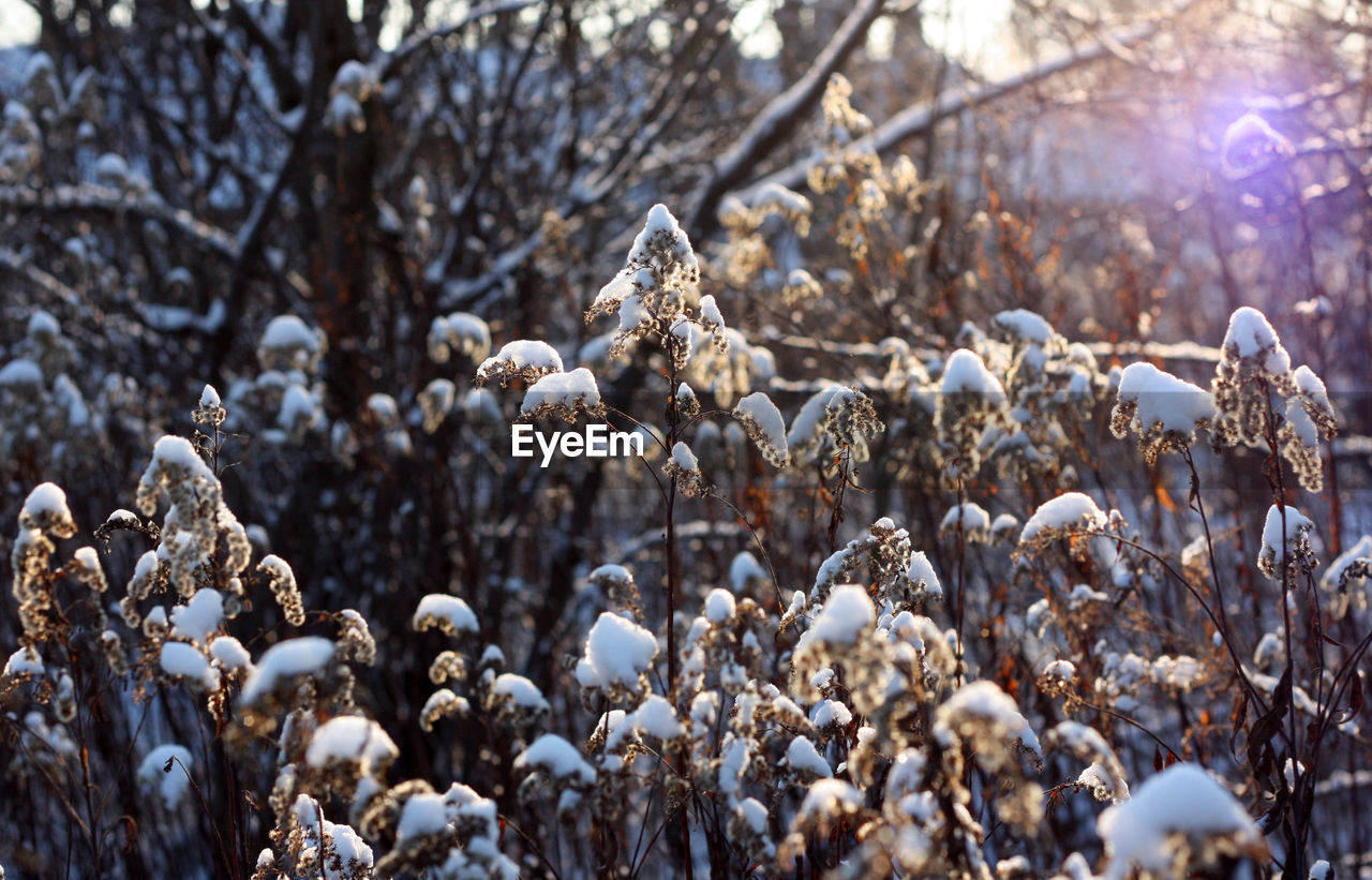 Close-up of frozen plants