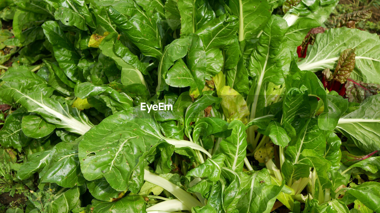 close-up of green leaves