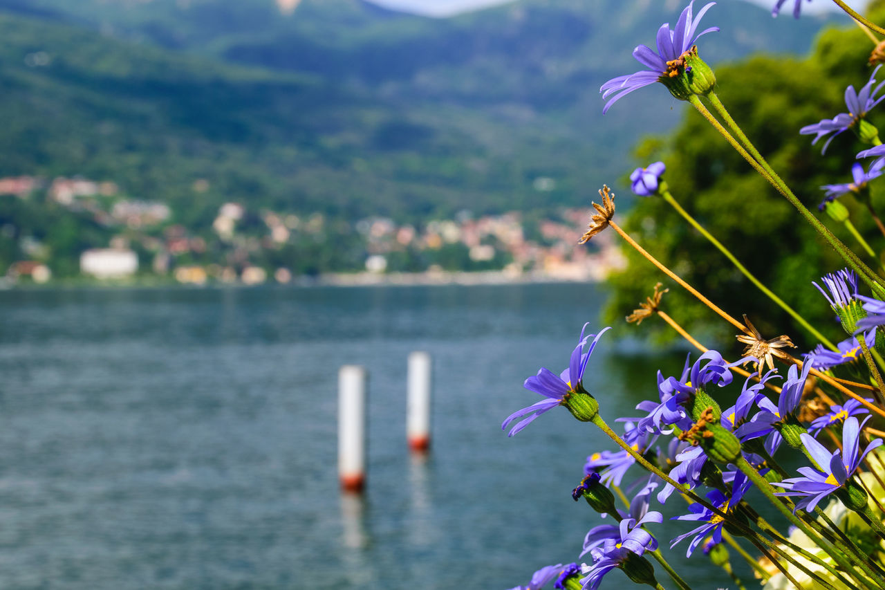 CLOSE-UP OF PURPLE FLOWERING PLANT WITH WATER