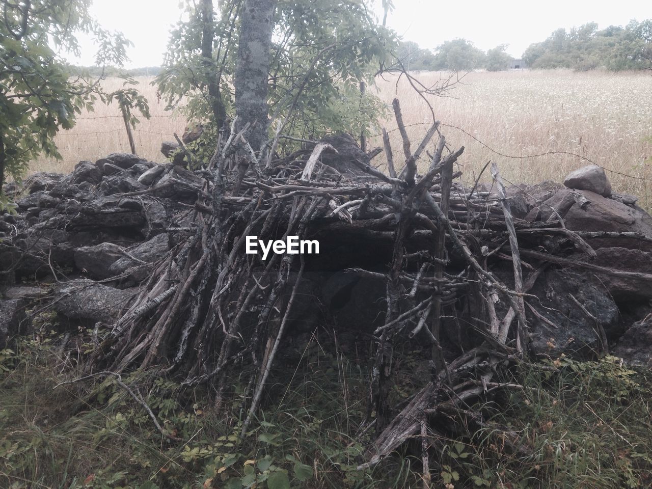 High angle view of dry twigs on rocks by agricultural field