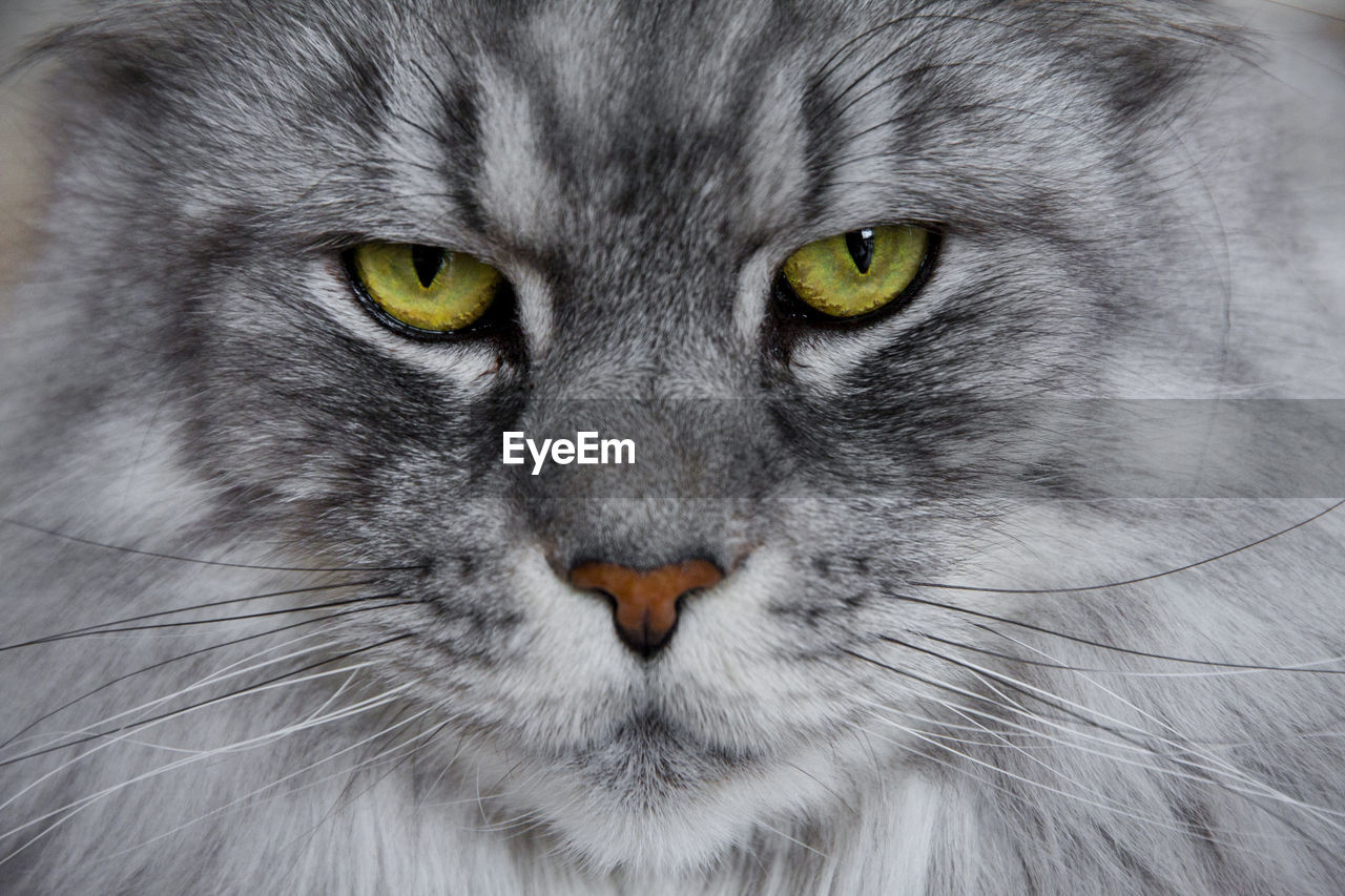Close-up portrait of cat