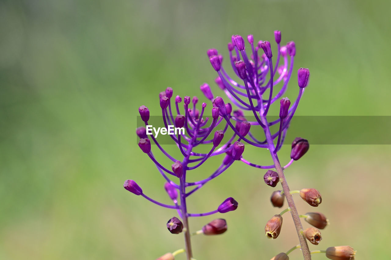 Close-up of purple flowering plant