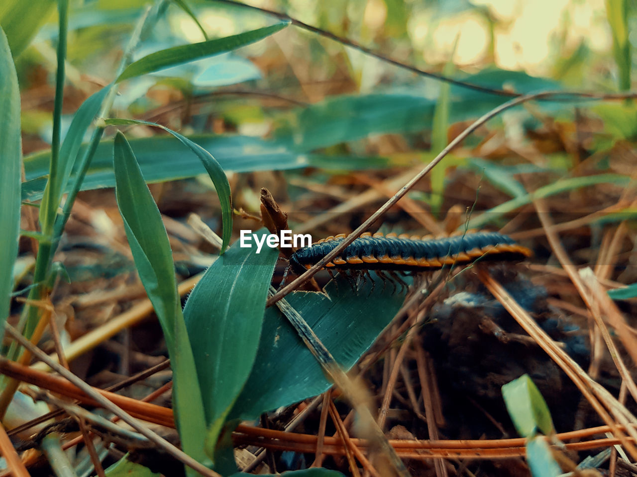 CLOSE-UP OF LIZARD ON PLANT