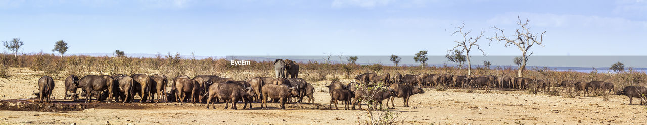 Buffaloes on land