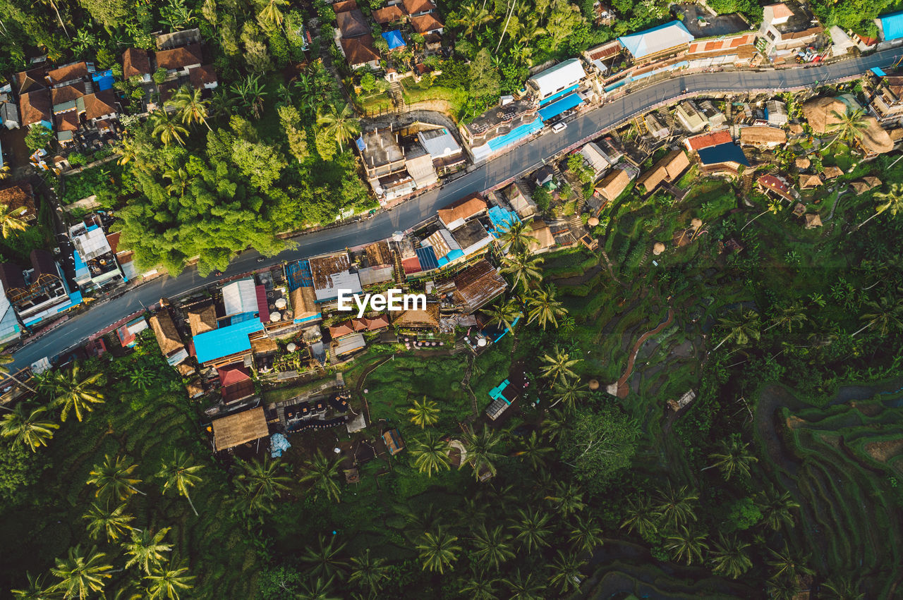 High angle view of street amidst trees in city