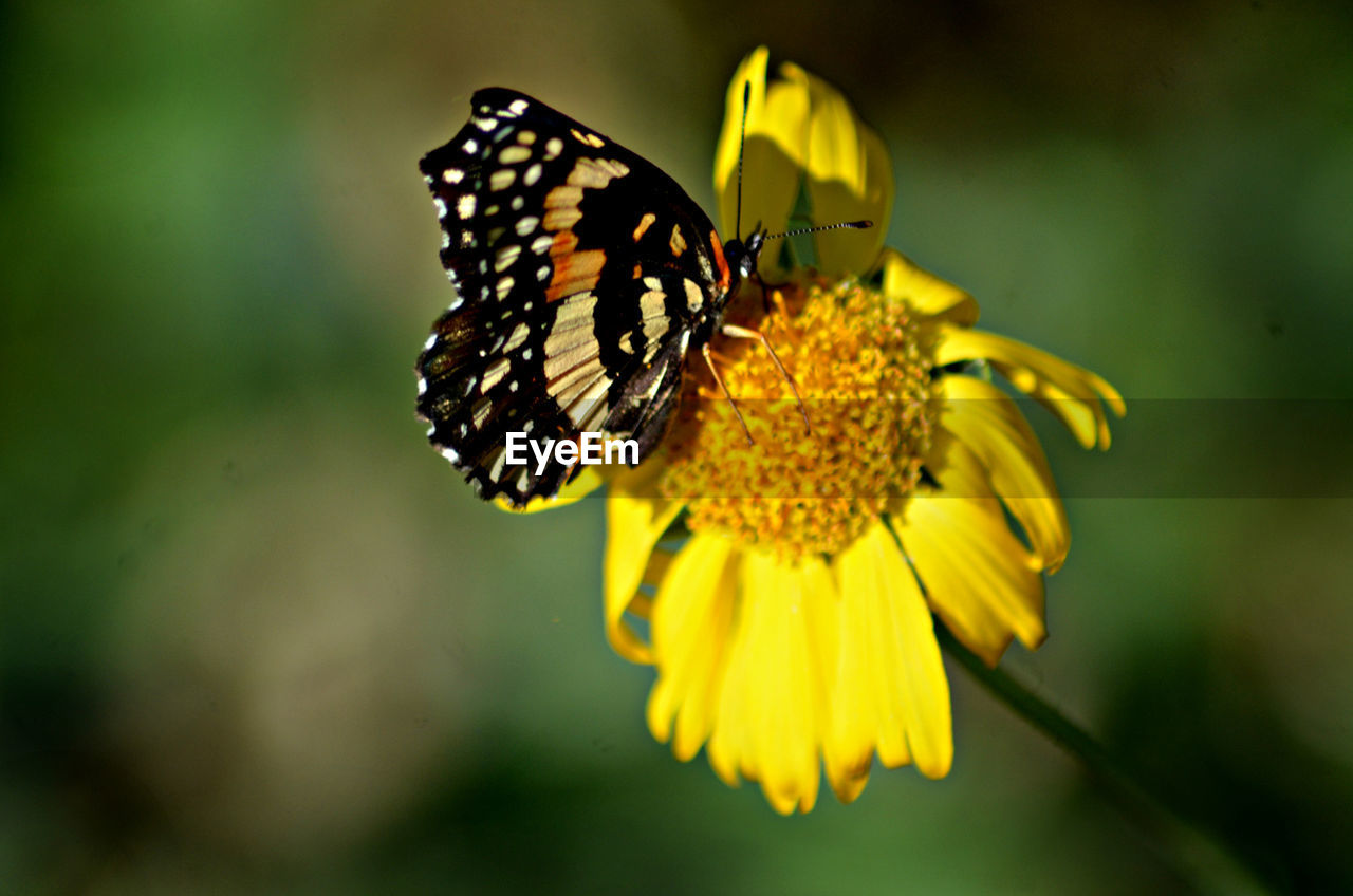 High angle view of butterfly perching on yellow flower