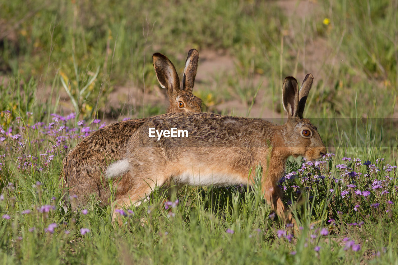 Low angle view of hare in grassy field