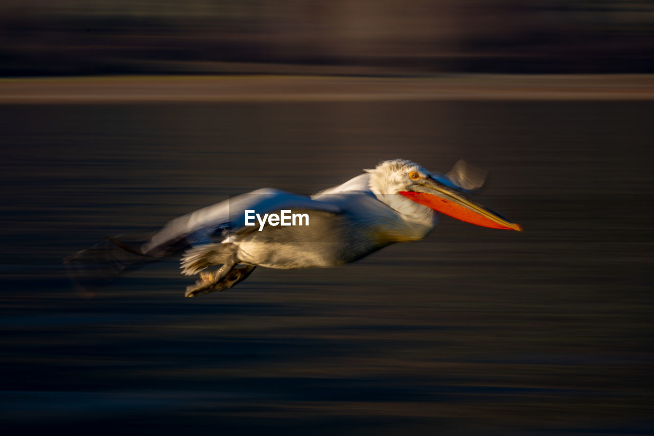 close-up of pelican