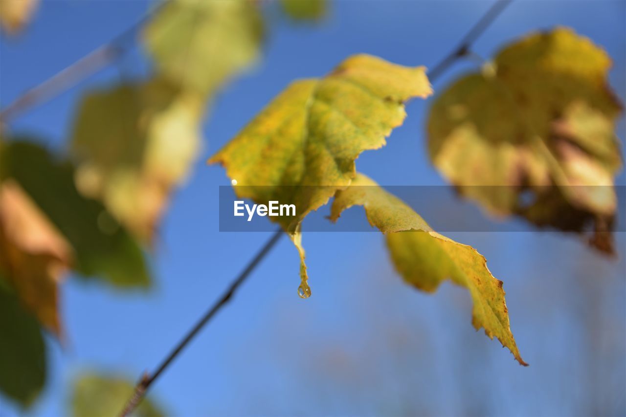 Close-up of yellow leaves against clear blue sky