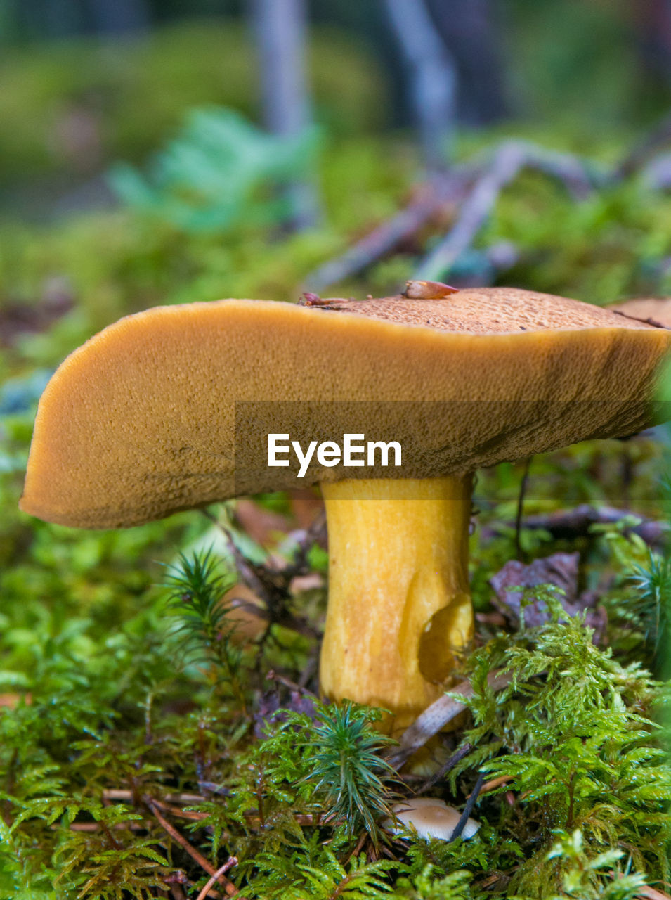 CLOSE-UP OF MUSHROOM GROWING IN GARDEN
