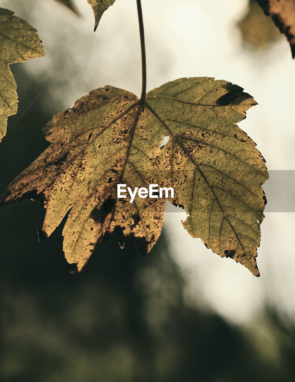 CLOSE-UP OF DRY MAPLE LEAF ON LEAVES