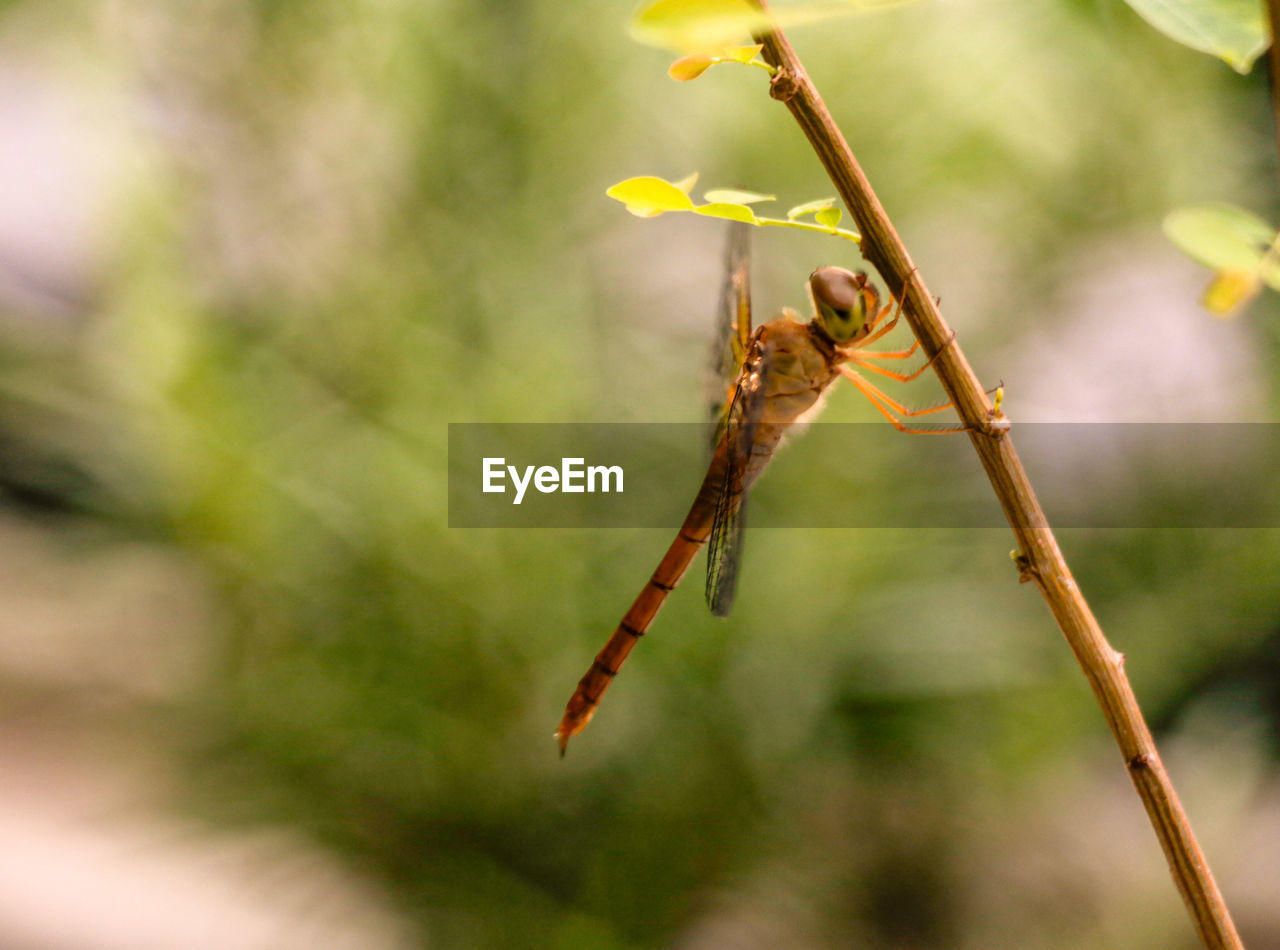 CLOSE-UP OF GRASSHOPPER ON TWIG