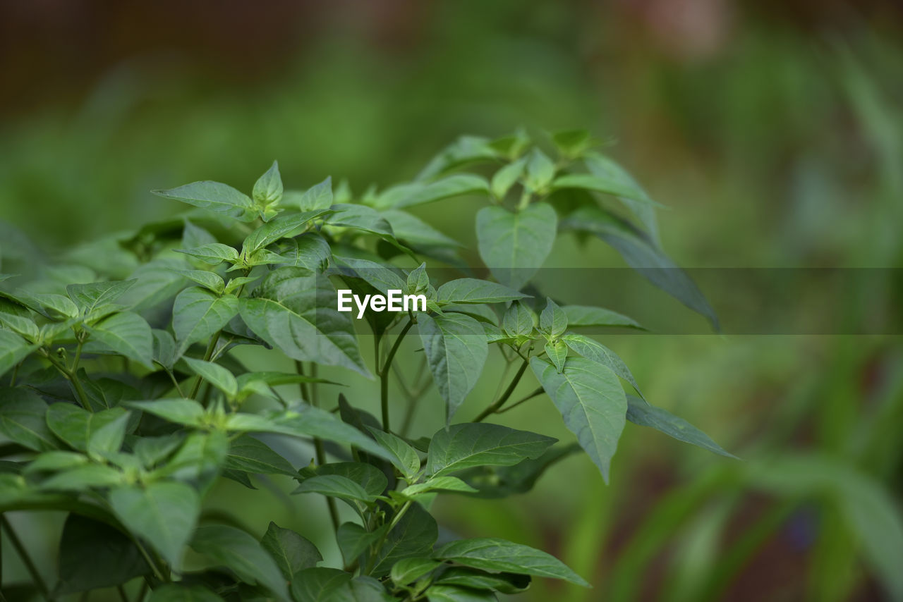 Close-up of fresh green plant. chilli plants that are not yet bearing fruit.