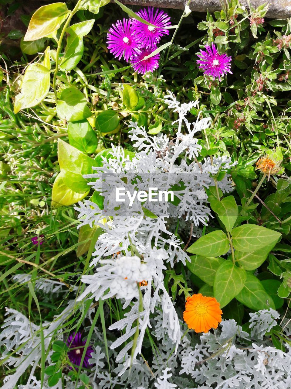 CLOSE-UP OF WHITE FLOWERS BLOOMING IN SPRING