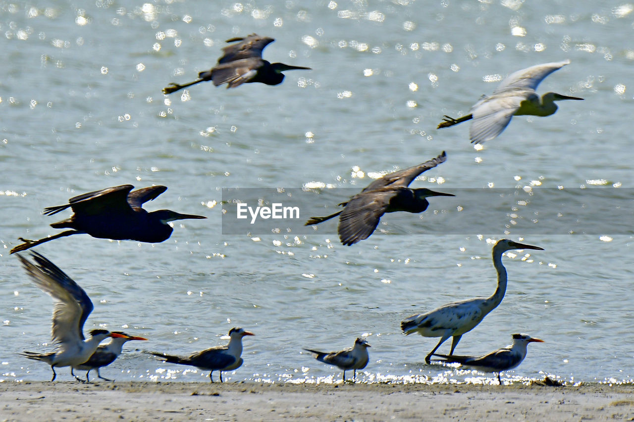 Flock of seagulls on beach