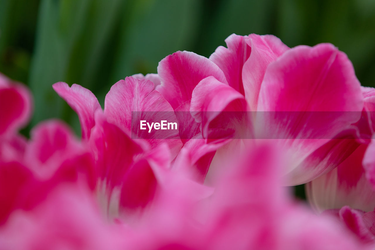 CLOSE-UP OF PINK FLOWERS