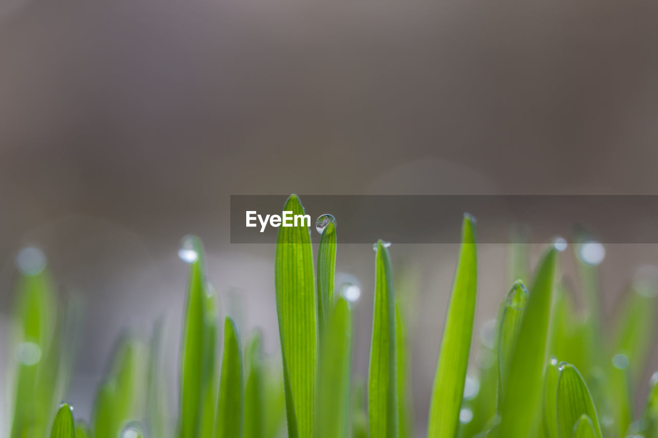 Close-up of water drops on grass