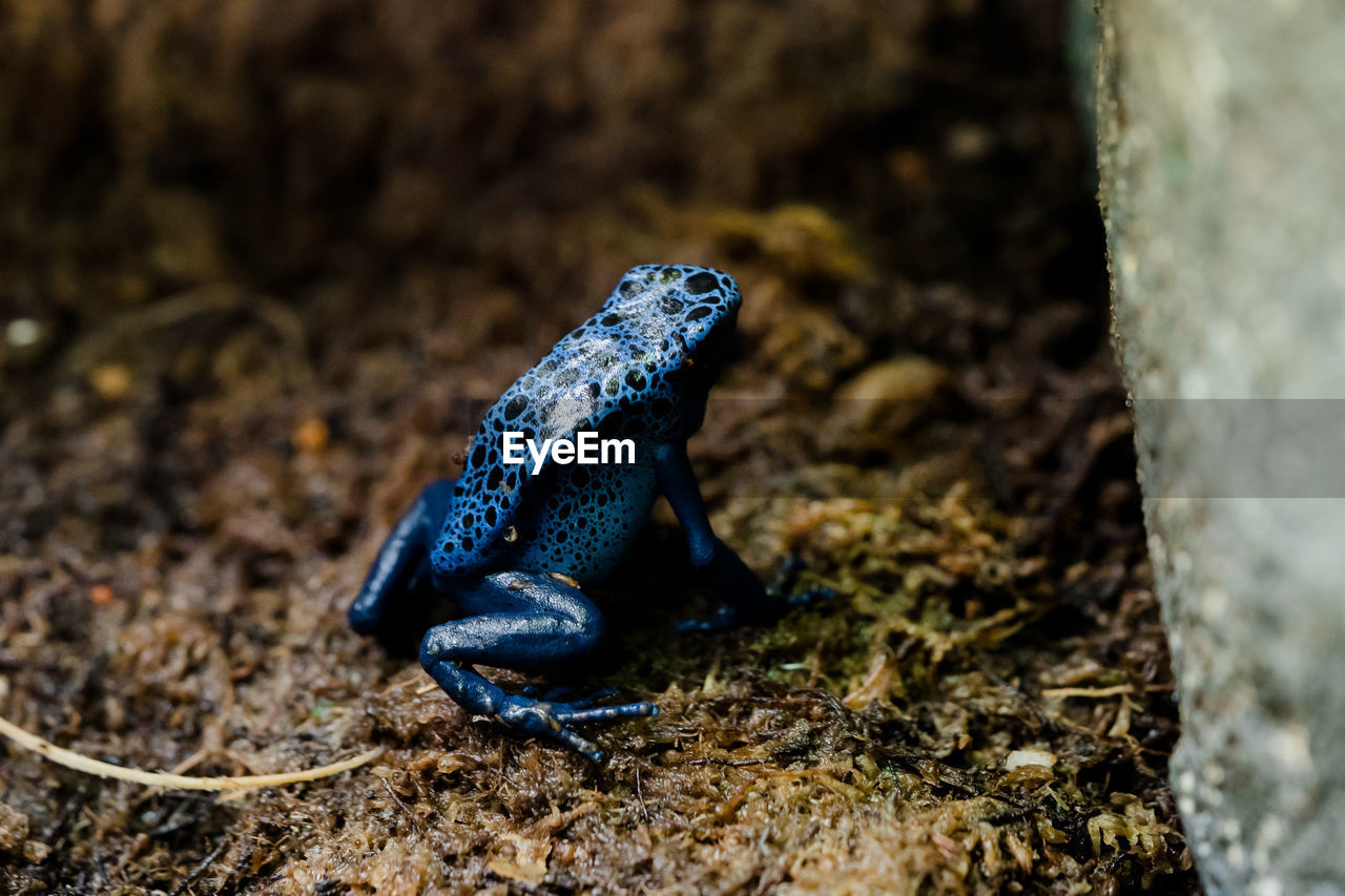 Close-up of blue frog on land