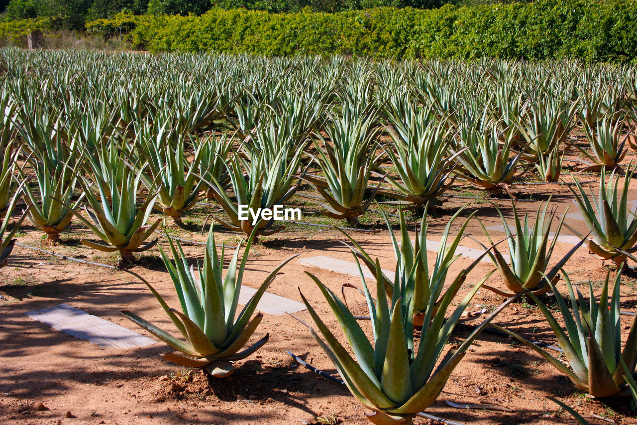 Neat garden of aloe vera and various succulents grown in the dry soil of the balearic islands