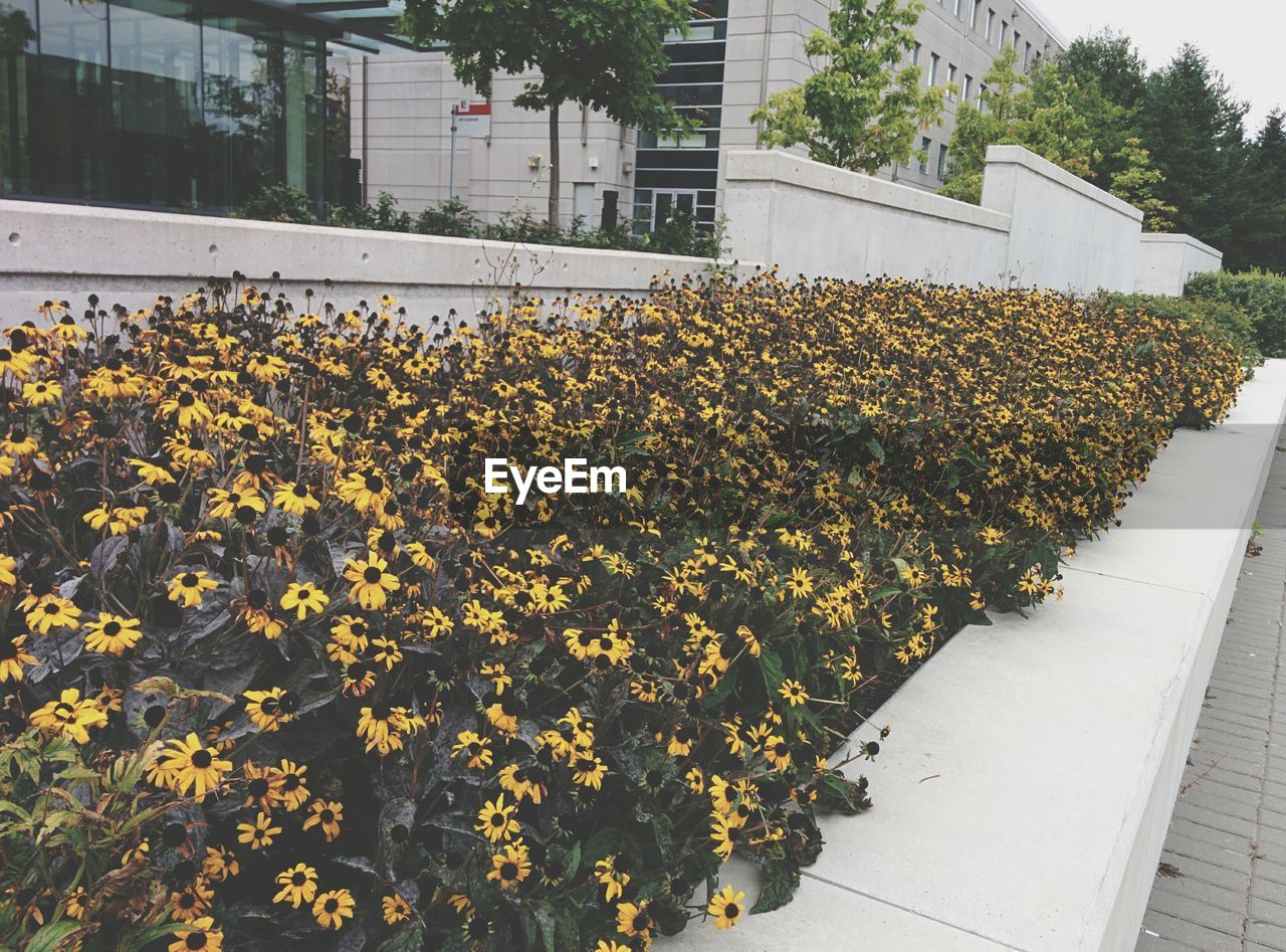 Flowerbed next to pavement