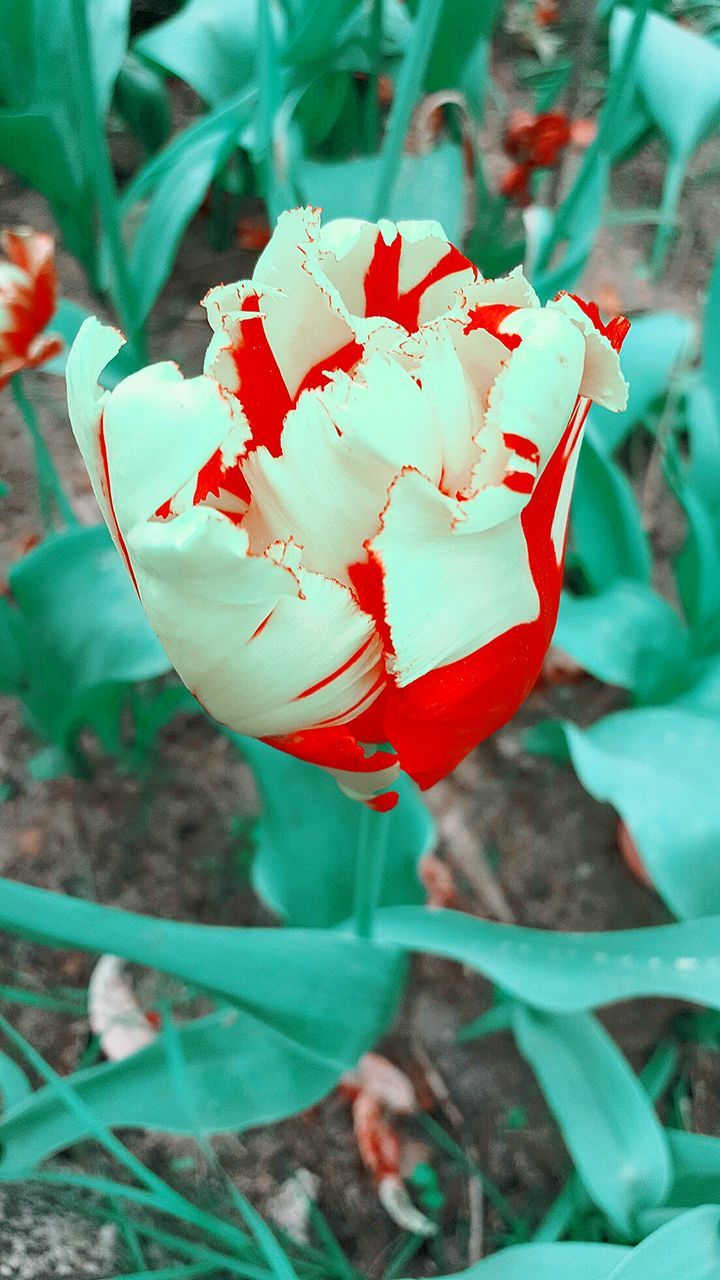 CLOSE-UP OF RED LEAVES