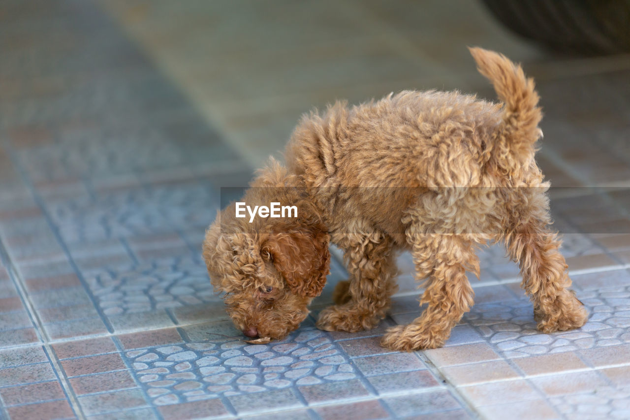 CLOSE-UP OF A DOG ON FLOOR