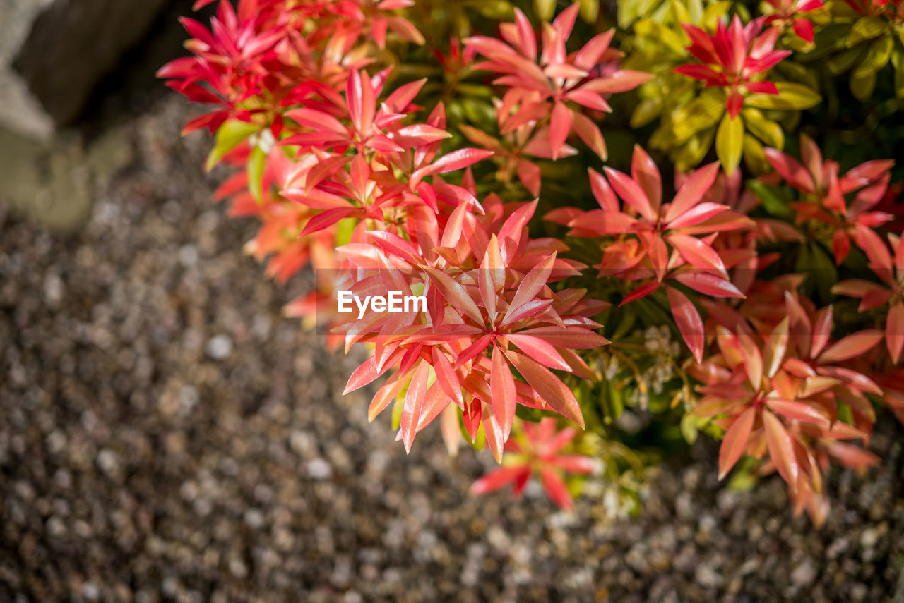 CLOSE-UP OF PLANT