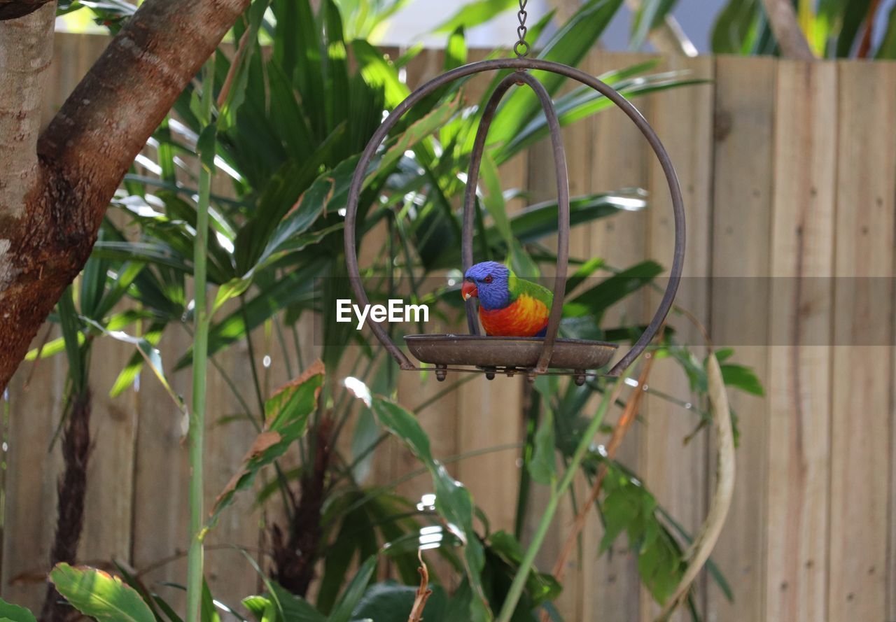 VIEW OF PARROT PERCHING ON PLANT