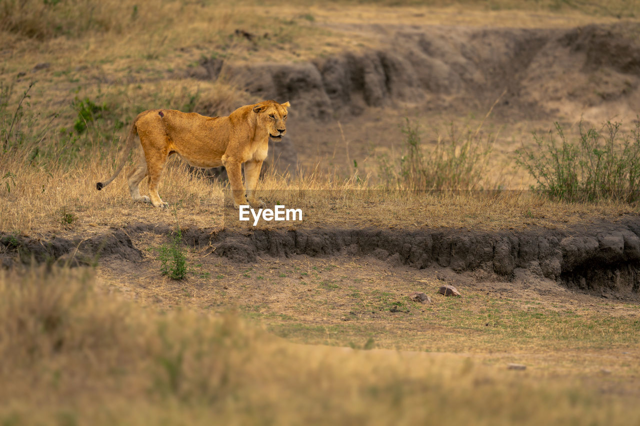 lioness walking on field