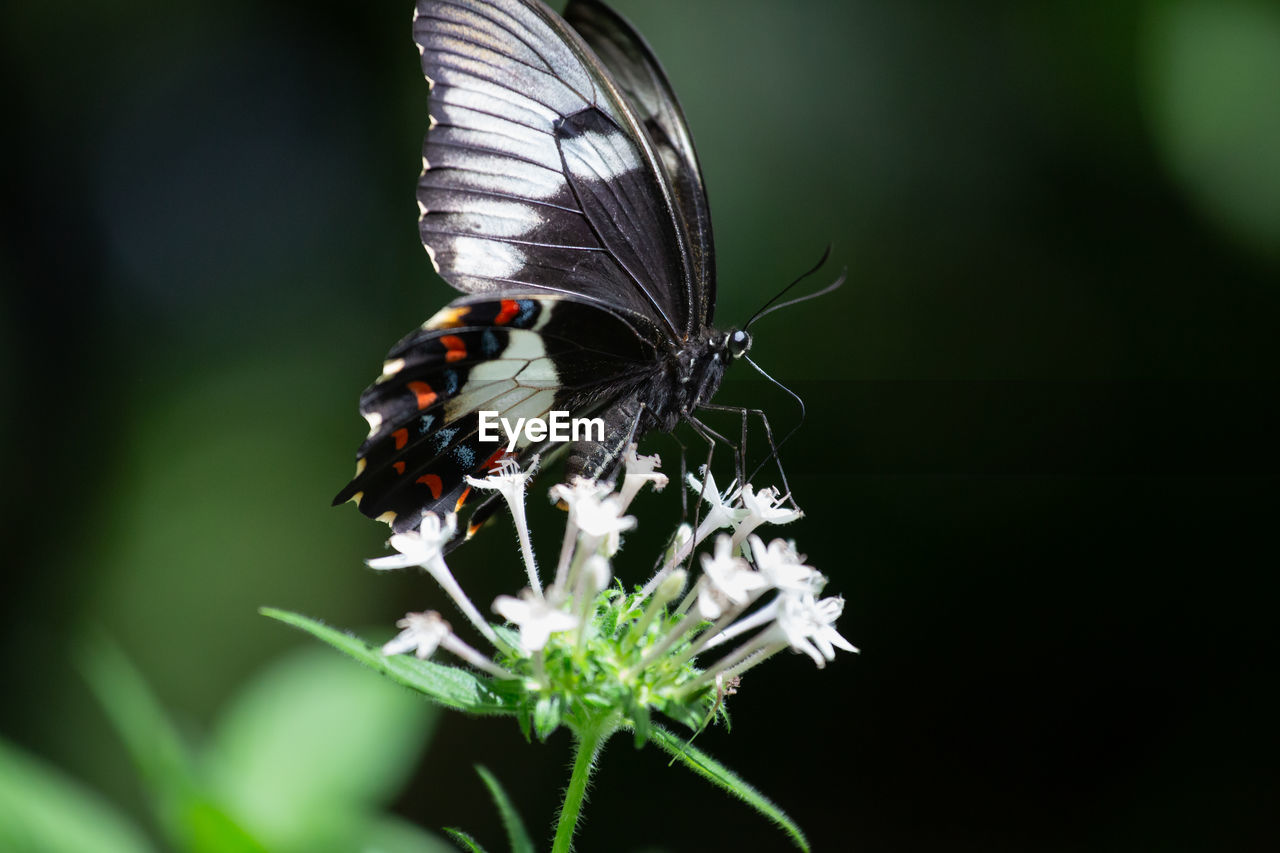 insect, animal wildlife, animal themes, animal, animal wing, beauty in nature, nature, wildlife, butterfly, flower, one animal, moths and butterflies, macro photography, plant, flowering plant, close-up, fragility, animal body part, green, macro, freshness, no people, focus on foreground, perching, feeding, eating, full length, outdoors, black, animal behavior, summer, magnification, side view, environment, awe, plant part, resting, petal